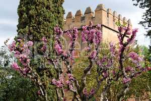Judas tree in bloom in Alhambra gardens in Granada, Spain