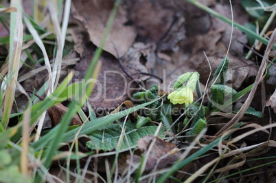 Himmelschlüssel im Januar