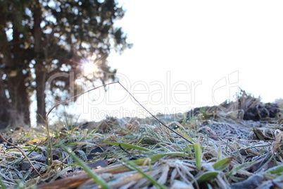 Kniefall vor dem Frost