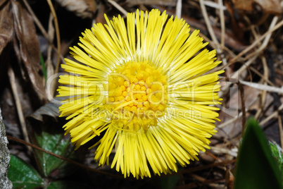 yellow flower