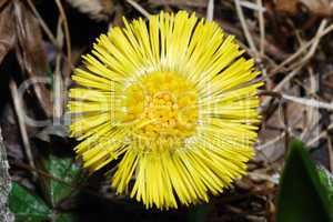 yellow flower