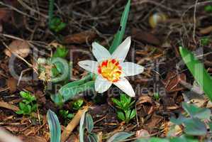 flower in spring