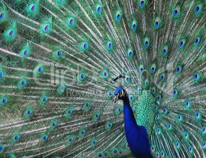 peacock