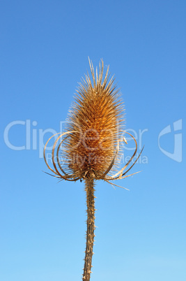 Wilde Karde (Dipsacus fullonum)