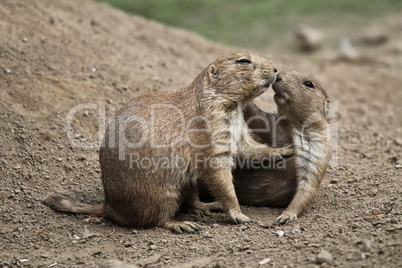 Erdhörnchen