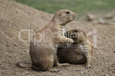 Erdhörnchen