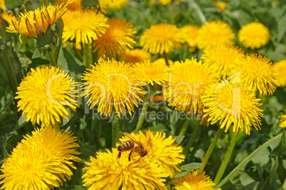 Dandelion flowers in sunlight