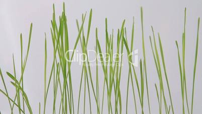 Grass in the wind on the white background