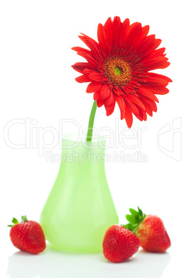 red gerbera in a vase and strawberries  isolated on white