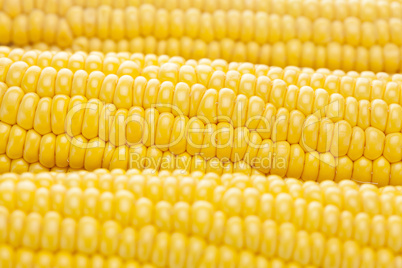 background of ripe yellow corn