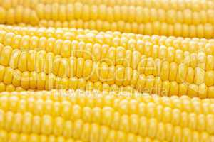 background of ripe yellow corn