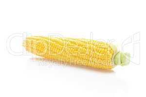 ripe yellow corn isolated on white