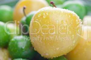 background of green and yellow plum with water drops