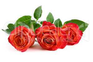 Drei rote Rosen auf weiß
