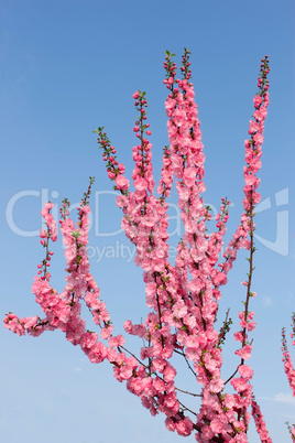 Sakura in spring season