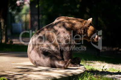 brown bear on the nature