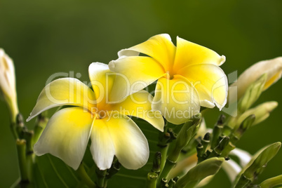 Plumeria alba Blüten