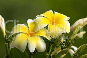 Plumeria alba Blüten