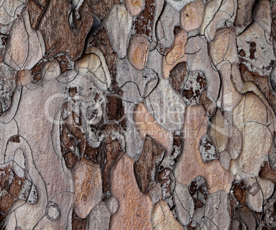 Wooden texture