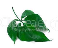 Green virginia creeper leaves