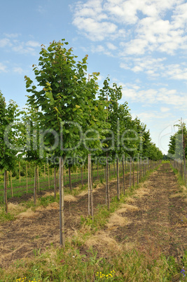 Rows of Linden-tree