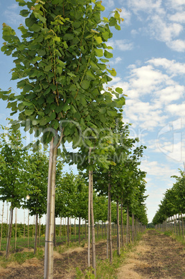 Rows of Linden-tree