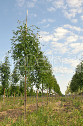 rowan-tree in a row