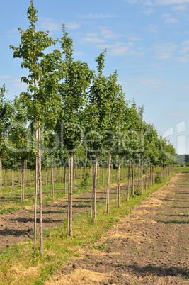 Rows of maple