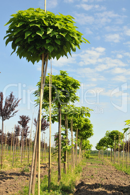 catalpa rows