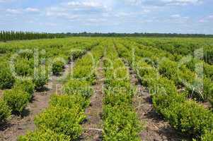 boxwood rows