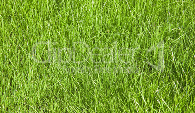 Junges grünes Gras Hintergrund