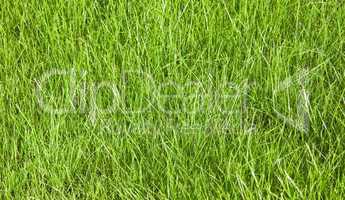 Junges grünes Gras Hintergrund