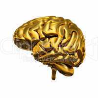 Gold Brain - Rechts