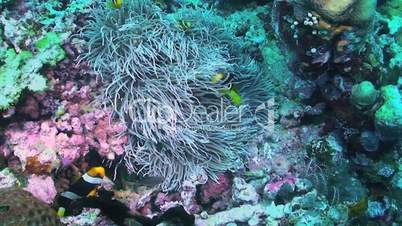 Clarkes anemonefish