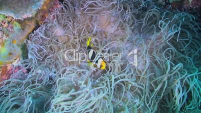 Clarke's anemonefish and  Long Tentacle Anemone