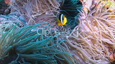 Clarke's anemonefish and Long Tentacle Anemone