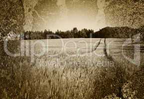 Altes Foto - Spuren im Kornfeld