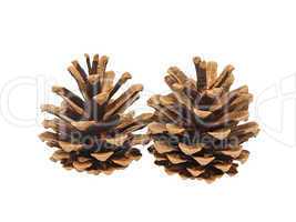 Fir cone.Isolated.