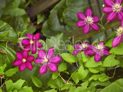 vibrant Clematis flowers