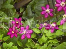 vibrant Clematis flowers