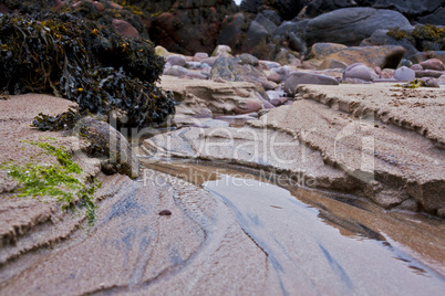 closeup of costal scene