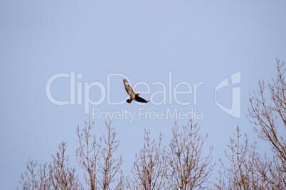 fliegender Bussard