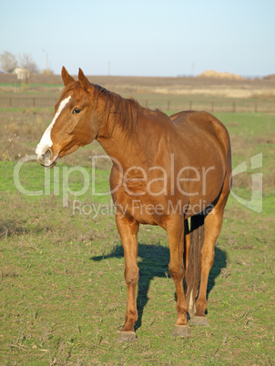 A brown horse.