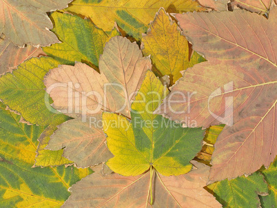 Autumn maple leaves.Background.