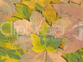 Autumn maple leaves.Background.