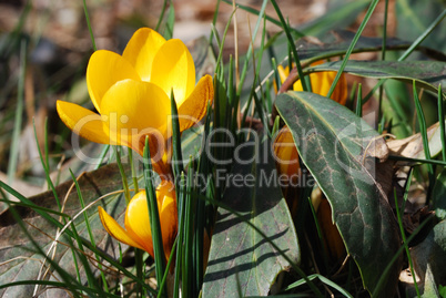 goldcrokus flower