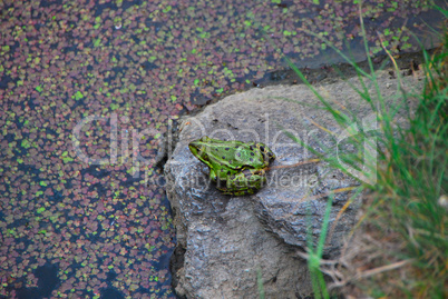 green frog at the lake