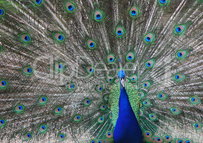 peacock in zoo