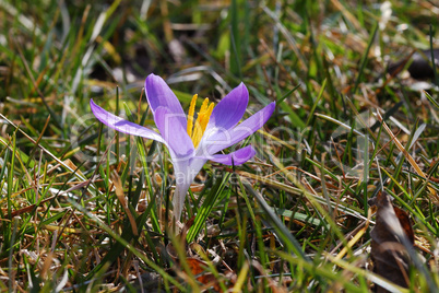 purple flower of spring