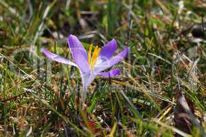 purple flower of spring